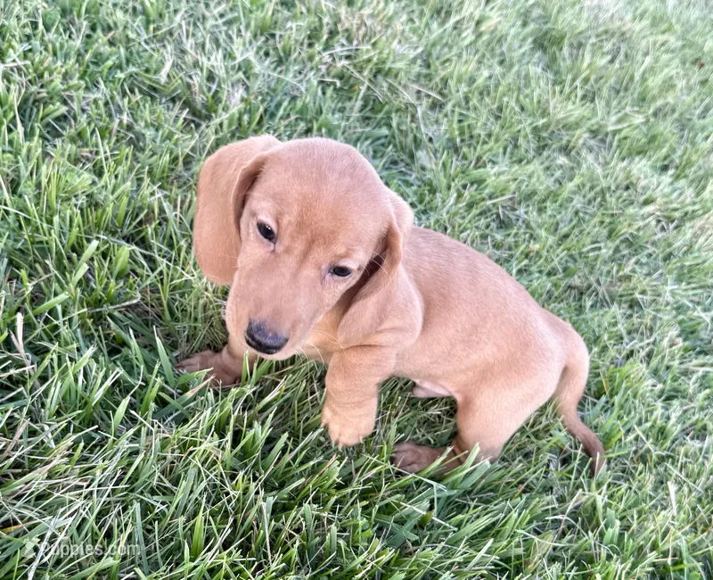 Frankie – Dachshund puppy for sale in Stark City, MO