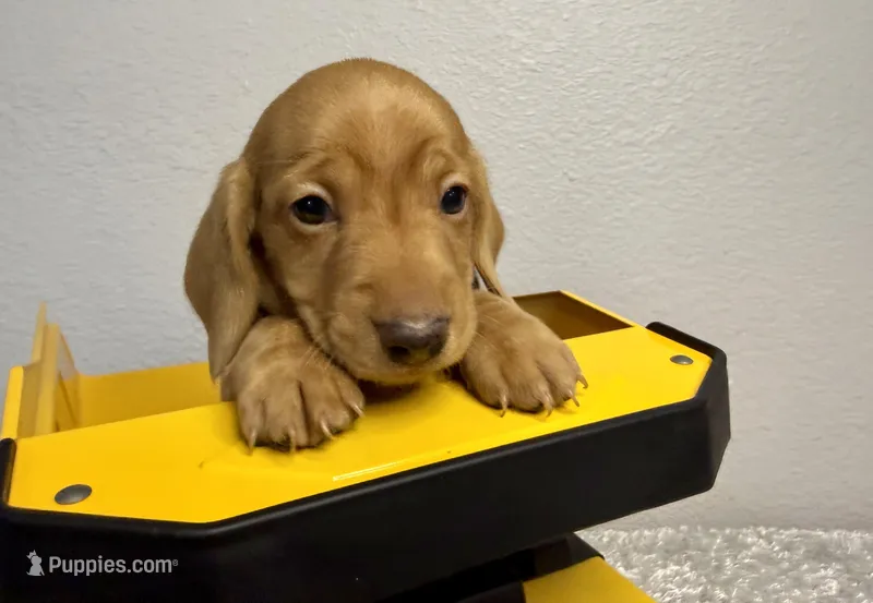 Frankie – Dachshund puppy for sale in Stark City, MO