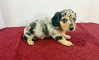 Duchess(on hold), a female Dachshund for sale in Stark City, MO – 2 of 7