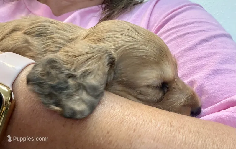 Cooper – Dachshund puppy for sale in Stark City, MO