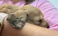 Cooper, a male Dachshund for sale in Stark City, MO – 1 of 4