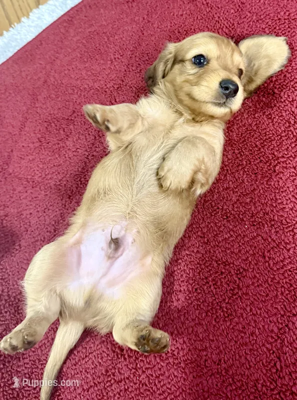 Oakley – Dachshund puppy for sale in Stark City, MO