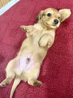 Oakley, a male Dachshund for sale in Stark City, MO – 7 of 9