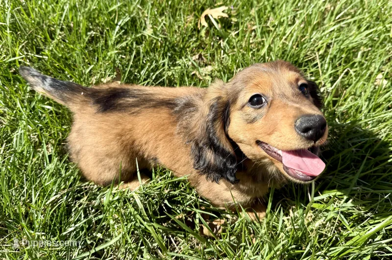 Bear – Dachshund puppy for sale in Stark City, MO