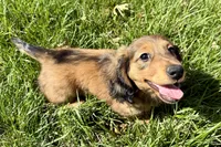 Bear, a male Dachshund for sale in Stark City, MO – Photo 1 of 7