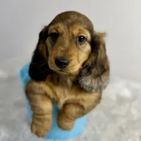 Bear, a male Dachshund for sale in Stark City, MO – Photo 4 of 7