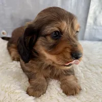 Bear, a male Dachshund for sale in Stark City, MO – Photo 5 of 7