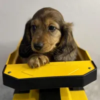 Bear, a male Dachshund for sale in Stark City, MO – Photo 7 of 7