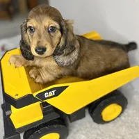 Bear, a male Dachshund for sale in Stark City, MO – Photo 6 of 7