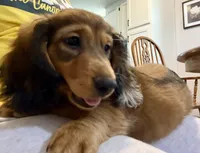 Bear, a male Dachshund for sale in Stark City, MO – Photo 3 of 7