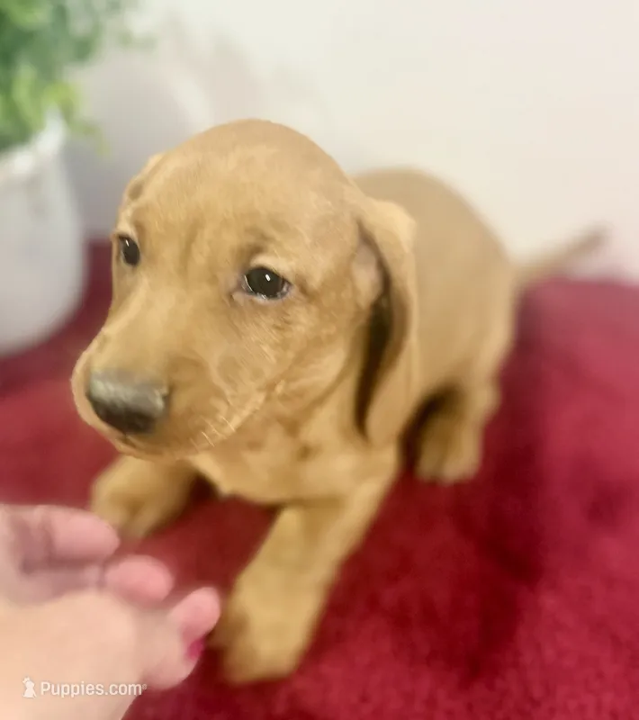 Simba – Dachshund puppy for sale in Stark City, MO