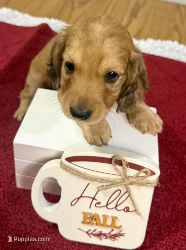 Oakley – Dachshund puppy for sale in Stark City, MO
