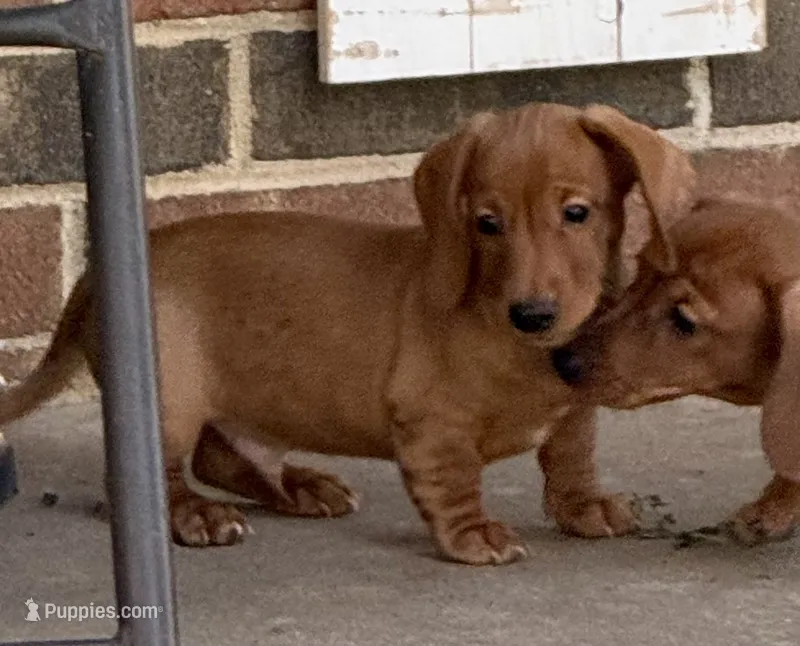 Simba – Dachshund puppy for sale in Stark City, MO