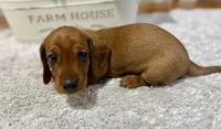 Sammy, a male Dachshund for sale in Stark City, MO – 3 of 4