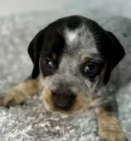 Emmie (on hold), a female Dachshund for sale in Stark City, MO – 2 of 3