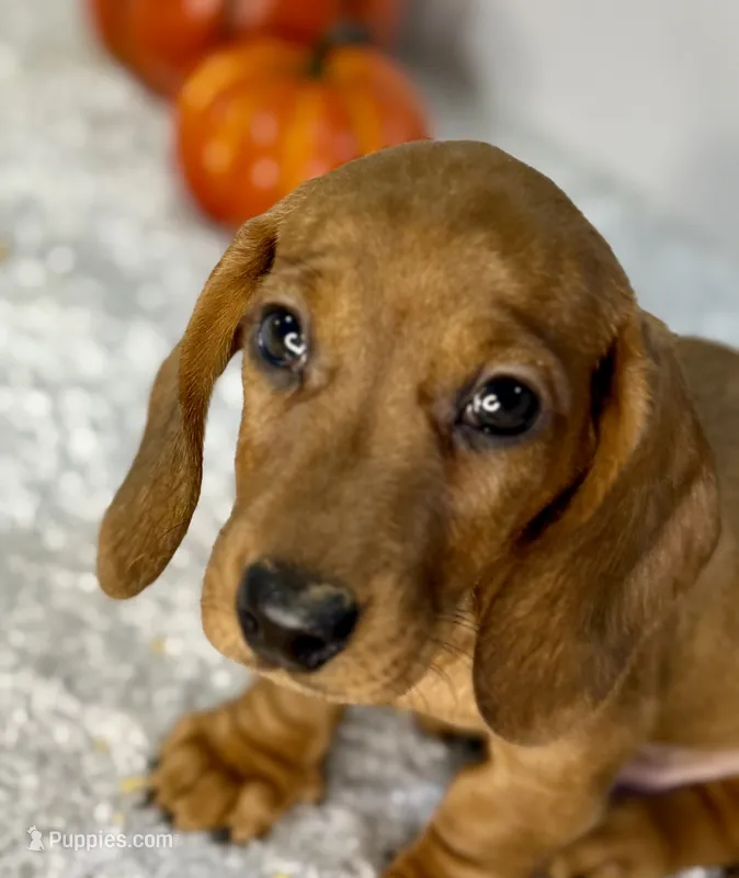 Sammy – Dachshund puppy for sale in Stark City, MO