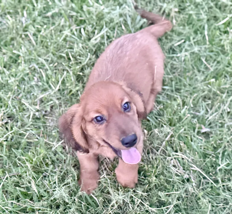 Rusty  – Dachshund puppy for sale in Stark City, MO