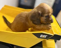 Rusty, a male Dachshund for sale in Stark City, MO – Photo 4 of 4