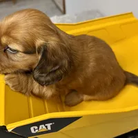 Rusty (pending), a male Dachshund for sale in Stark City, MO – Photo 3 of 4