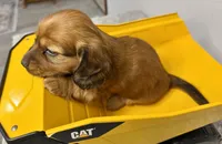 Rusty, a male Dachshund for sale in Stark City, MO – Photo 3 of 4