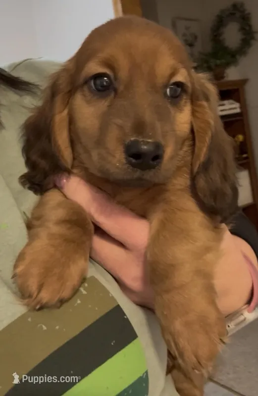 Rusty  – Dachshund puppy for sale in Stark City, MO