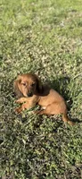 Rusty , a male Dachshund for sale in Stark City, MO – Photo 3 of 6