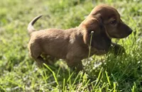 Rusty , a male Dachshund for sale in Stark City, MO – Photo 5 of 6