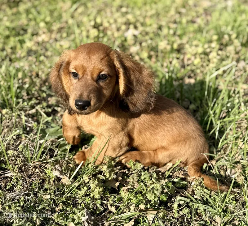 Rusty  – Dachshund puppy for sale in Stark City, MO