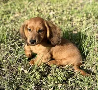 Rusty , a male Dachshund for sale in Stark City, MO – Photo 1 of 6