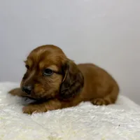 Rusty (pending), a male Dachshund for sale in Stark City, MO – Photo 4 of 4