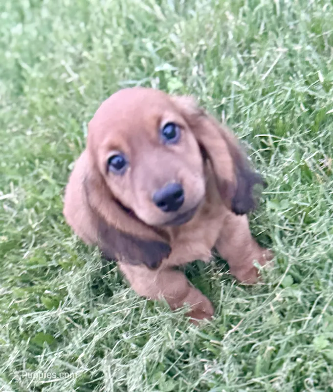 Rusty  – Dachshund puppy for sale in Stark City, MO