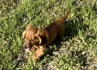 Rusty , a male Dachshund for sale in Stark City, MO – Photo 4 of 6
