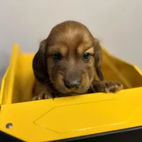 Rusty (pending), a male Dachshund for sale in Stark City, MO – Photo 1 of 4
