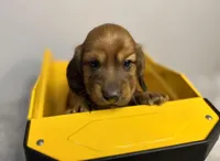 Rusty, a male Dachshund for sale in Stark City, MO – Photo 1 of 4