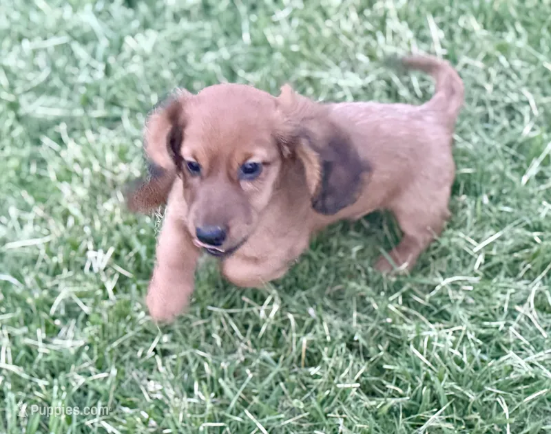 Rusty  – Dachshund puppy for sale in Stark City, MO