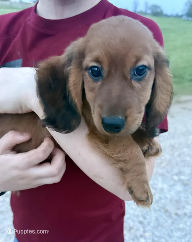 Rusty  – Dachshund puppy for sale in Stark City, MO