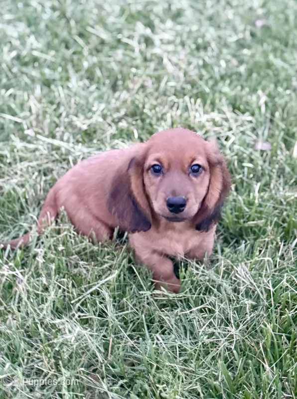 Rusty  – Dachshund puppy for sale in Stark City, MO