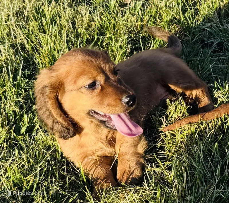 Rusty  – Dachshund puppy for sale in Stark City, MO