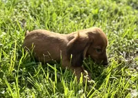 Rusty , a male Dachshund for sale in Stark City, MO – Photo 6 of 6