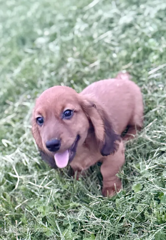 Rusty  – Dachshund puppy for sale in Stark City, MO