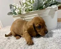 Sammy, a male Dachshund for sale in Stark City, MO – 4 of 4