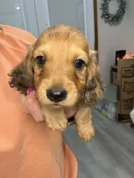 Oakley, a male Dachshund for sale in Stark City, MO – 4 of 9