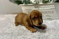 Sissy, a female Dachshund for sale in Stark City, MO – 4 of 6