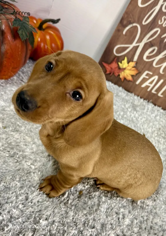 Simba – Dachshund puppy for sale in Stark City, MO