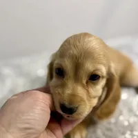 Hickory(sold), a female Dachshund for sale in Stark City, MO – Photo 6 of 7