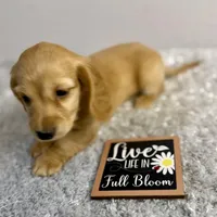 Hickory(sold), a female Dachshund for sale in Stark City, MO – Photo 1 of 7