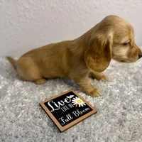 Hickory(sold), a female Dachshund for sale in Stark City, MO – Photo 5 of 7