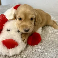 Hickory(sold), a female Dachshund for sale in Stark City, MO – Photo 4 of 7