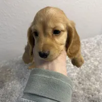 Hickory(sold), a female Dachshund for sale in Stark City, MO – Photo 3 of 7