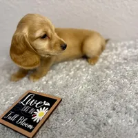 Hickory(sold), a female Dachshund for sale in Stark City, MO – Photo 7 of 7